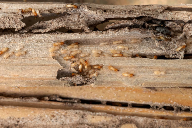 Flea Control Services in Princeton, MN